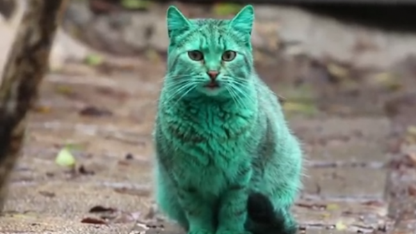 Опада боята на зелената котка от Варна
