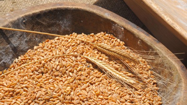 Ниската температура в Добричко не е опасна за пшеничните посеви