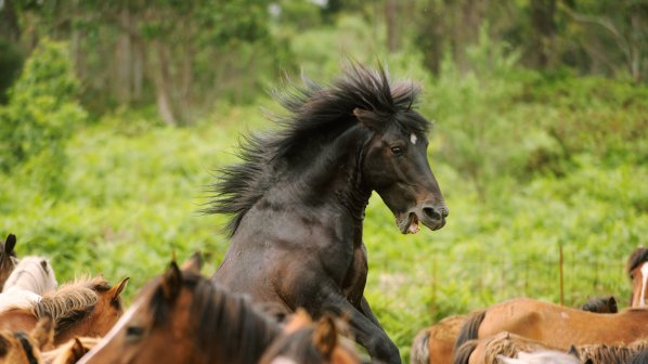 Нелегални кланици разфасоват коне