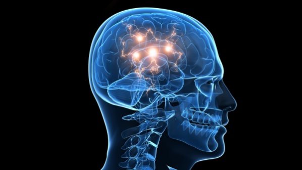 Откриха уникална структура в човешкия мозък