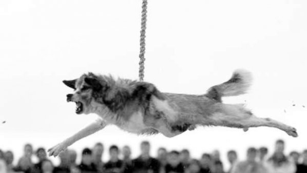 Еколози с подписка срещу обичая тричане на кучета