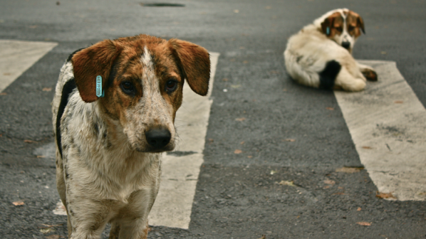 В Ловеч взимат мерки за намаляване на уличните кучета