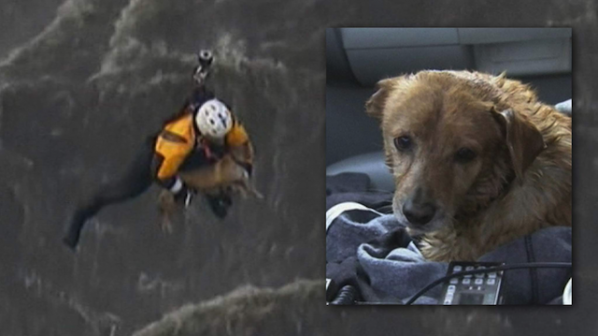 Спасиха с хеликоптер бедстващо куче (видео)