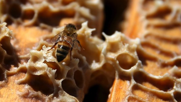 Извличаме между 35 и 40 кг мед от пчелен кошер на година