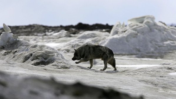 Аляска провежда традиционното състезание с кучешки впрягове
