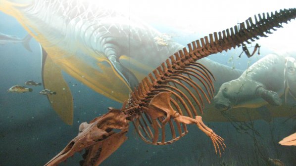 Останки от праисторически кит са открити край Варна