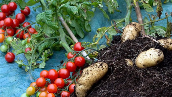 Растение ражда едновременно домати и картофи