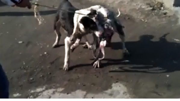 Цигани въртят бизнес с кучешки боеве (видео 18+)
