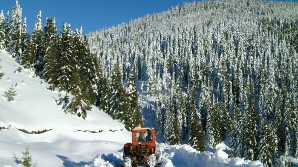 Ледолом съсипа 50 000 дка гора в Северозападна България
