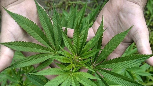 Аляска легализира марихуаната