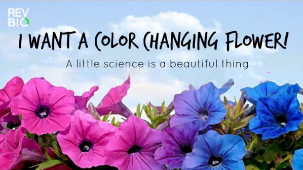 ГМО цветя сменят цвета си според часа от деня