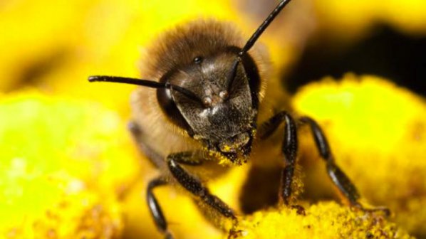 Пчеларите искат незабавна помощ от държавата
