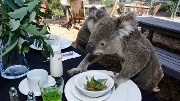 Австралия евтаназира гладуващи коали