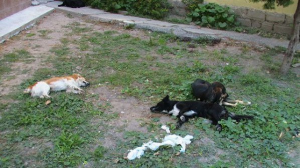Тровят кучета с антифриз във вилните зони на Варна
