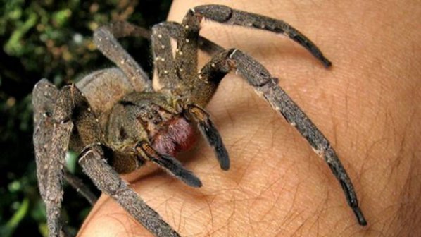 Жена намери бразилски скитащи паяци в банани