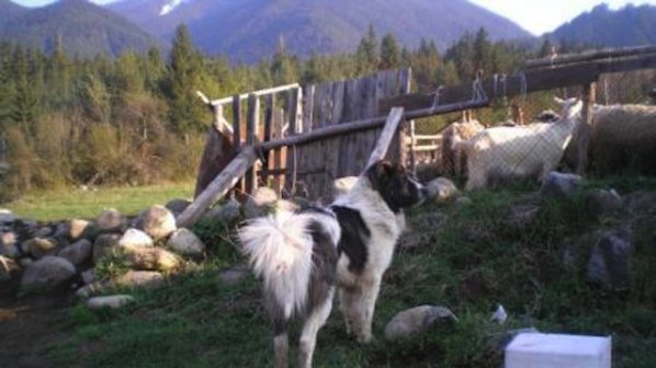 Разследват сигнал за масово изтровени пастирски кучета в Пирин