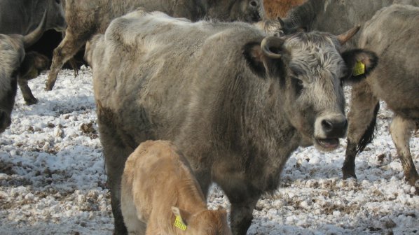 Инфекция уби 66 говеда в Ямболско