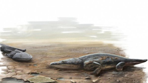 Непознат древен саламандър бил с размерите на автомобил