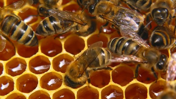 Пчелите в развитите страни намаляват, показват наблюдения на специалистите по света