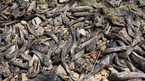 Унищожиха над 700 кг риба и рибни продукти в Бургас