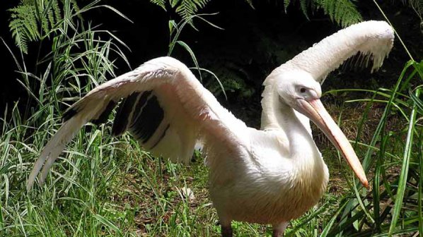 За мъртви пеликани в резервата &quot;Сребърна&quot; сигнализират граждани