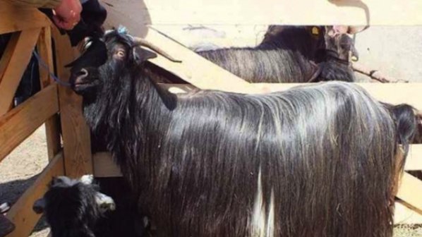 Дългокосмести кози ще дефилират в Кресна