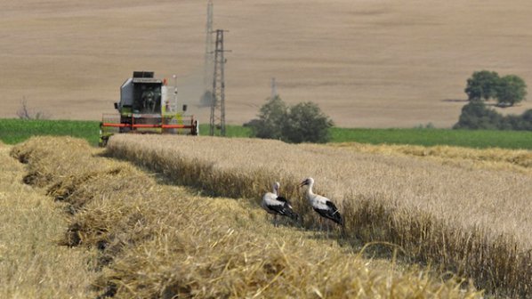 Извънредна среща в МЗХ заради проблеми на зърнопроизводителите
