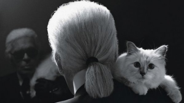 Котката на моден дизайнер спечелила 3 млн. евро през миналата година