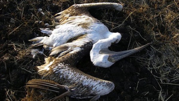 Още един мъртъв пеликан в &quot;Сребърна&quot;