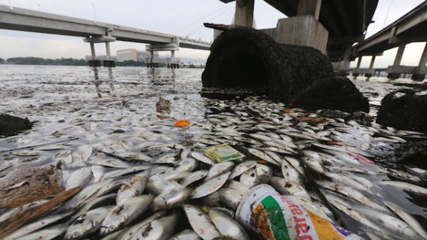 19 тона мъртва риба откриха край Рио де Жанейро