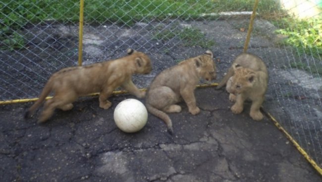 Цар Петър, Цар Асен и Цар Калоян се казват трите лъвчета в разградския зоопарк