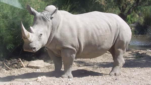Въоръжена охрана пази последния мъжки бял носорог