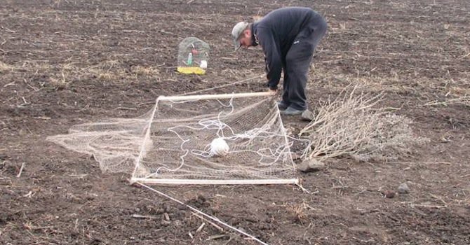 Екоексперти премахнаха капани за незаконен улов на птици в Русе