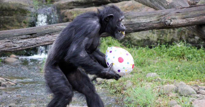 17 редки маймуни свиха от френски зоопарк