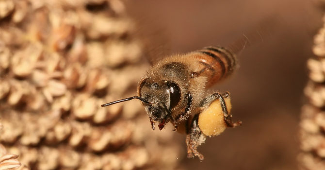 Над 40% от пчелите в САЩ загинали само за година