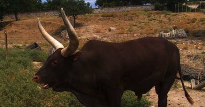Наръганият от бик мъж, бил отличник в Земеделската гимназия в Сандански