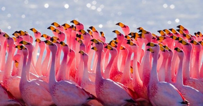12 розови фламинга се появиха над защитена местност &quot;Пода&quot; до Бургас
