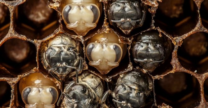 60-секундно видео разкрива първите 21 дни от живота на пчелите