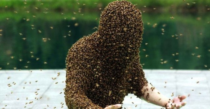 Агресивни пчели нападнаха 60-годишна жена в село Ресилово