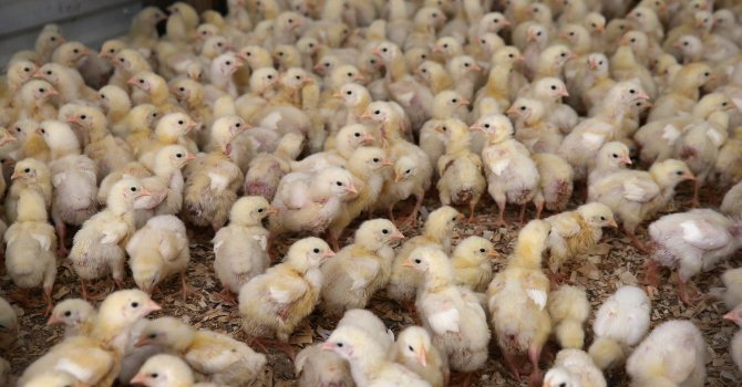 БГ фирми вече могат да изнасят пилешко месо за Япония
