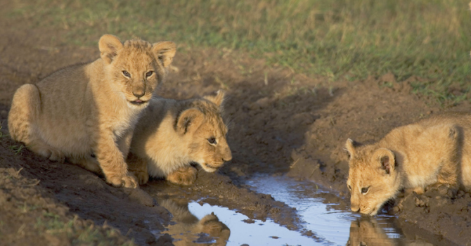 Три малки лъвчета радват зоопарка на Тексас
