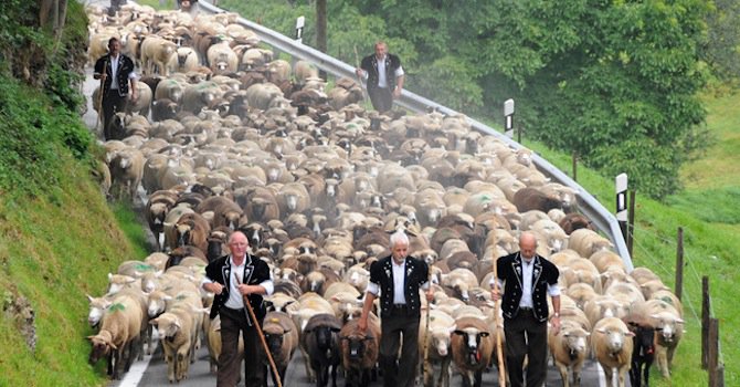 В швейцарските железници назначиха стадо овце (видео)