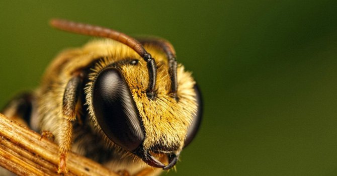 Еколози правят &quot;зелена пътека&quot; за пчели през Осло