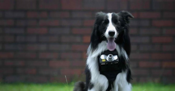 Nikon направи фотоапарат за кучета (видео)
