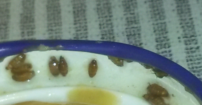 Откриха червеи в бебешко пюре (снимка)