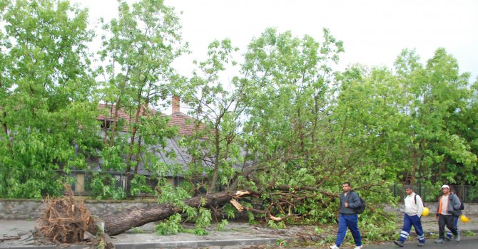 Мощна буря изкорени десетки дървета, саксии пробиха покрива на магазин