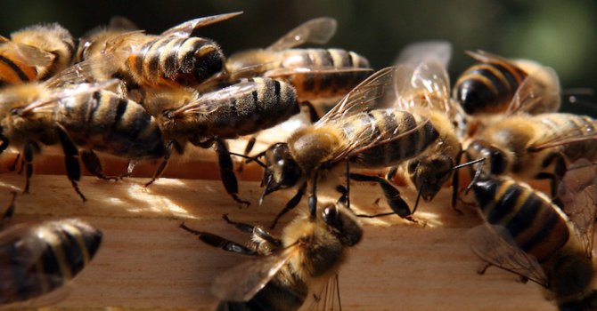 Пчеларите излизат на протест пред парламента