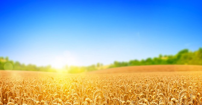 Фермери: Чужди сортове зърно превземат българските поля