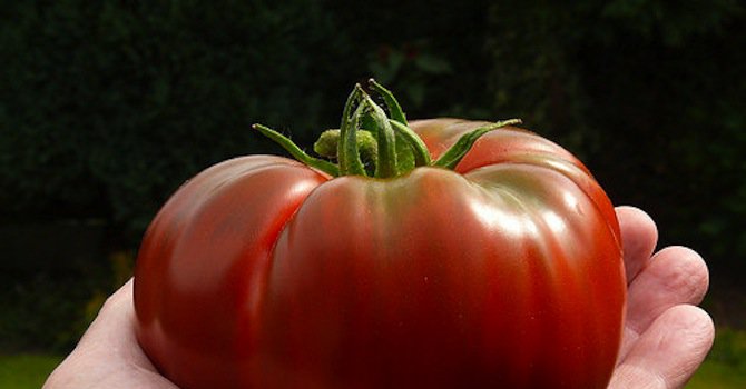 ГМО домат уби човек
