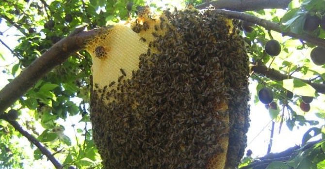 Рояк пчели нападна майка с двумесечно бебе
